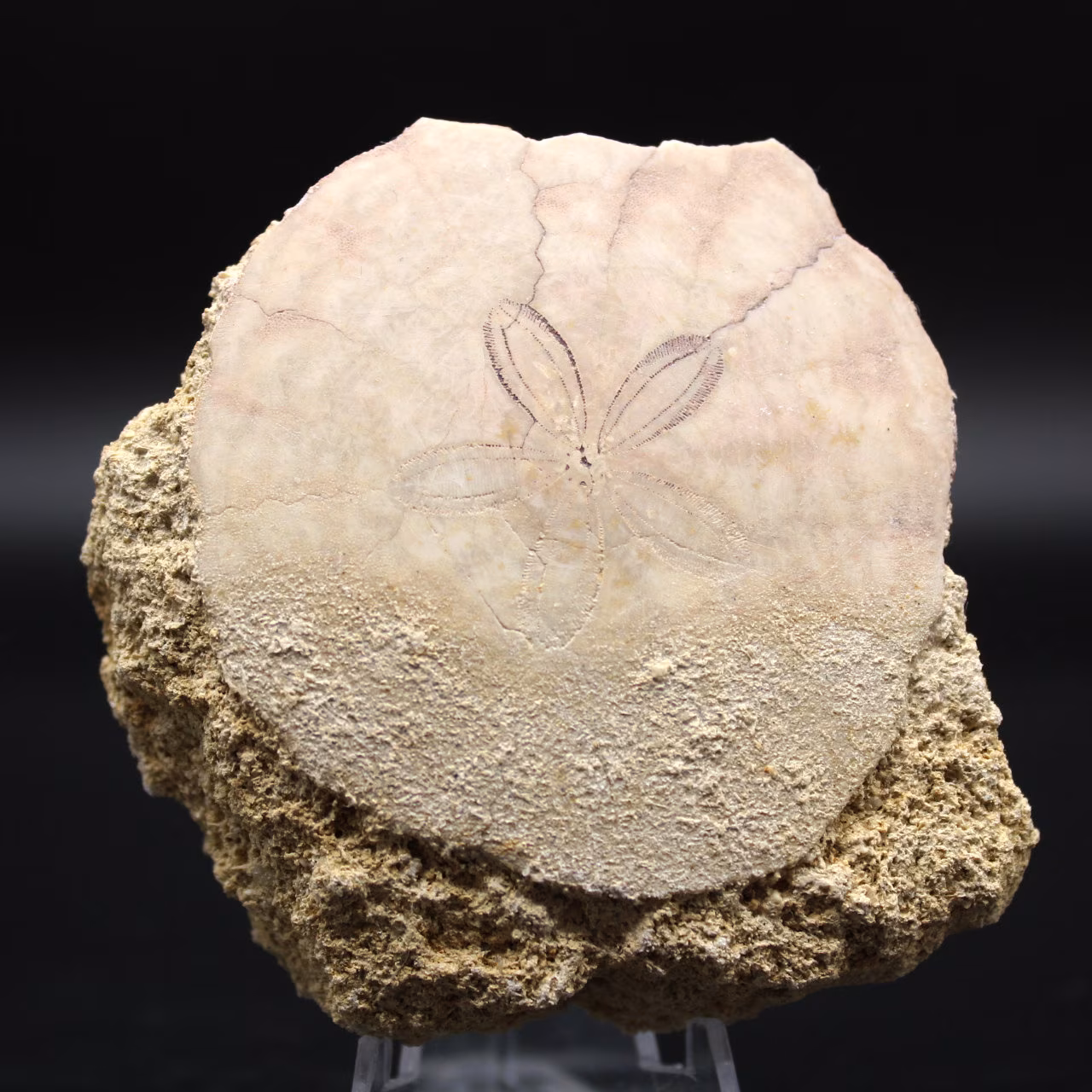 Scutella, fossil sjöborre