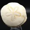Scutella, fossil sjöborre - 0