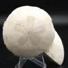 Scutella, fossil sjöborre - 0