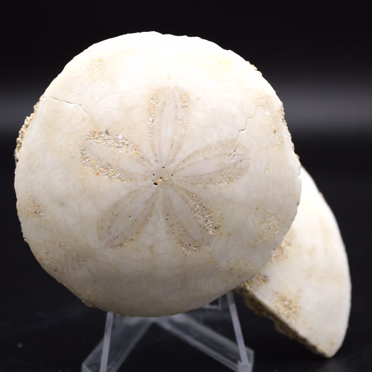 Scutella, fossil sjöborre