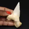 Fossilt prov av hajtand - 0