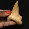 Fossiliserad tand av Otodus obliquus haj - 0