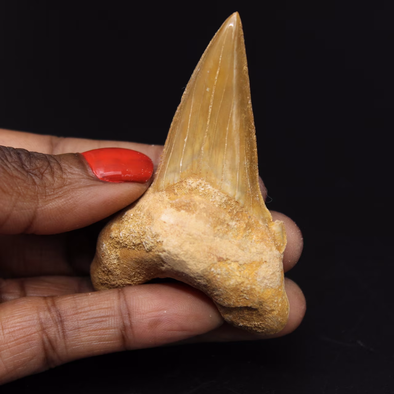 Fossiliserad tand av Otodus obliquus haj
