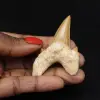 Fossil Otodus obliquus tand - 0