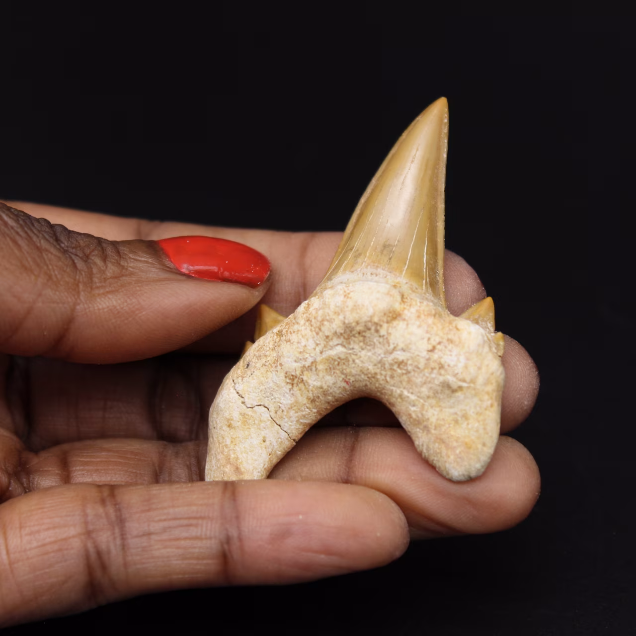 Fossil Otodus obliquus tand