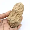 Trilobit fossil - 0
