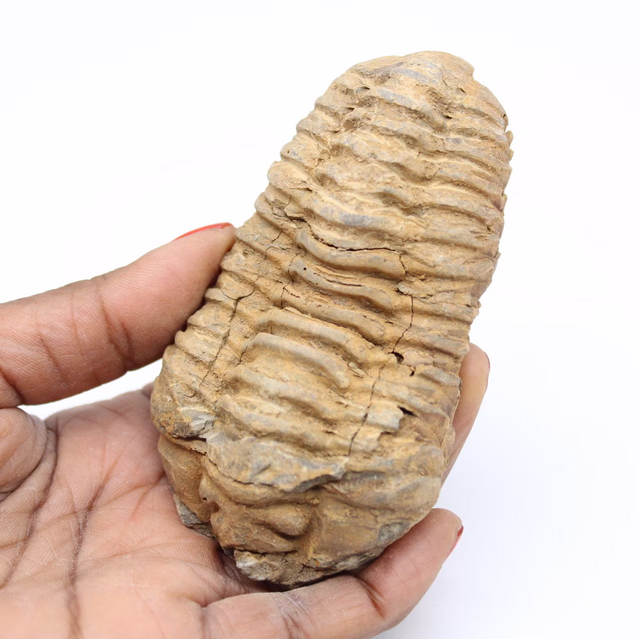 Trilobit fossil