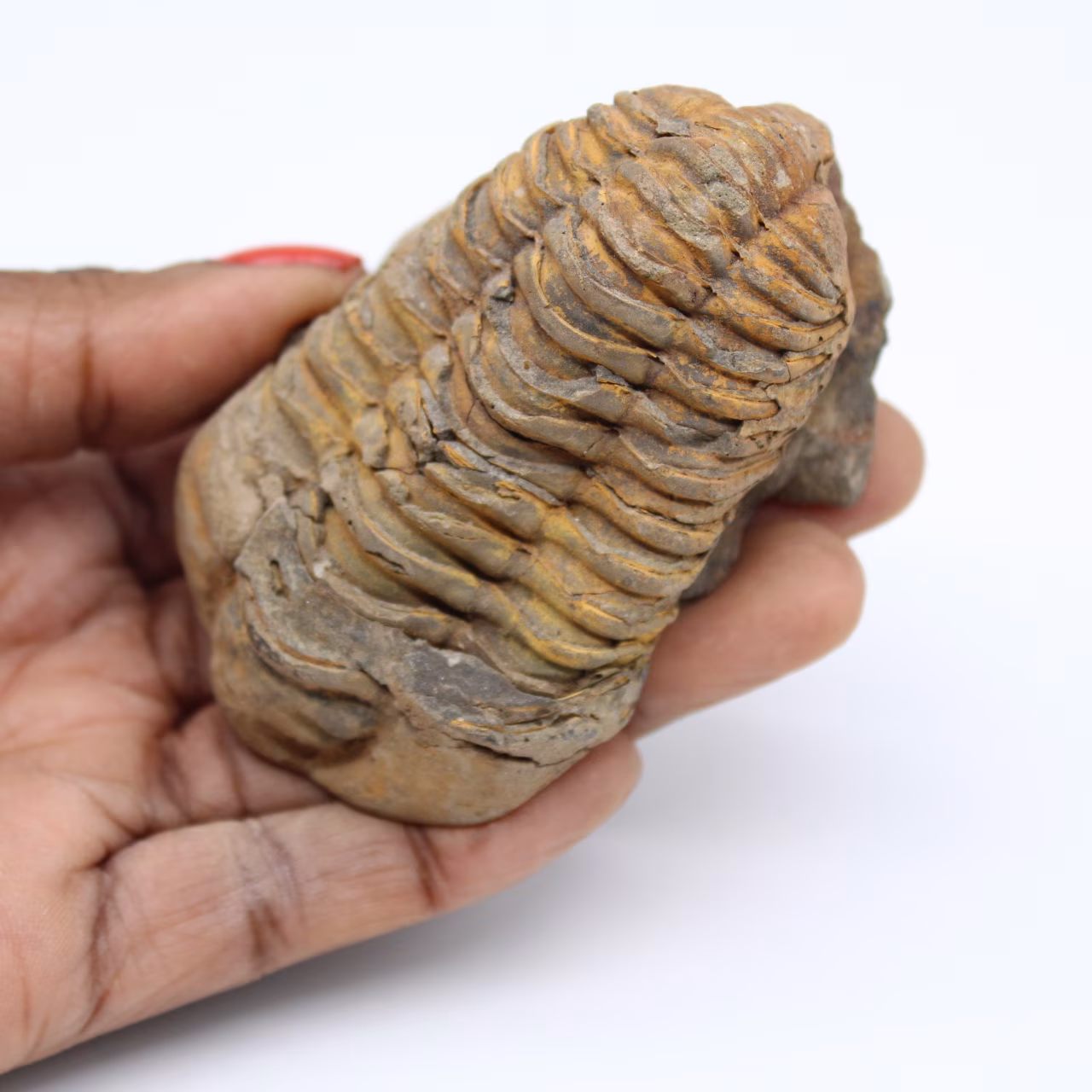 Fossiliserad trilobit från Marocko