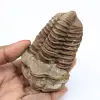 Trilobitfossilisering - 0
