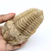 Fossil av Marocko trilobit - 0