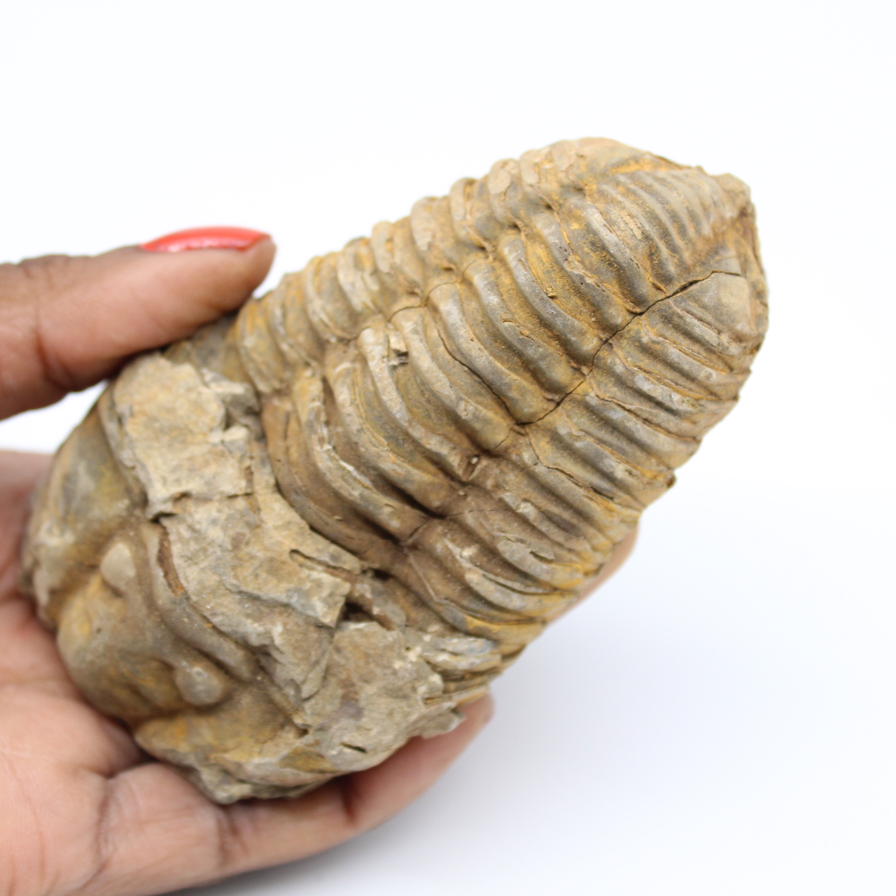 Fossil av Marocko trilobit