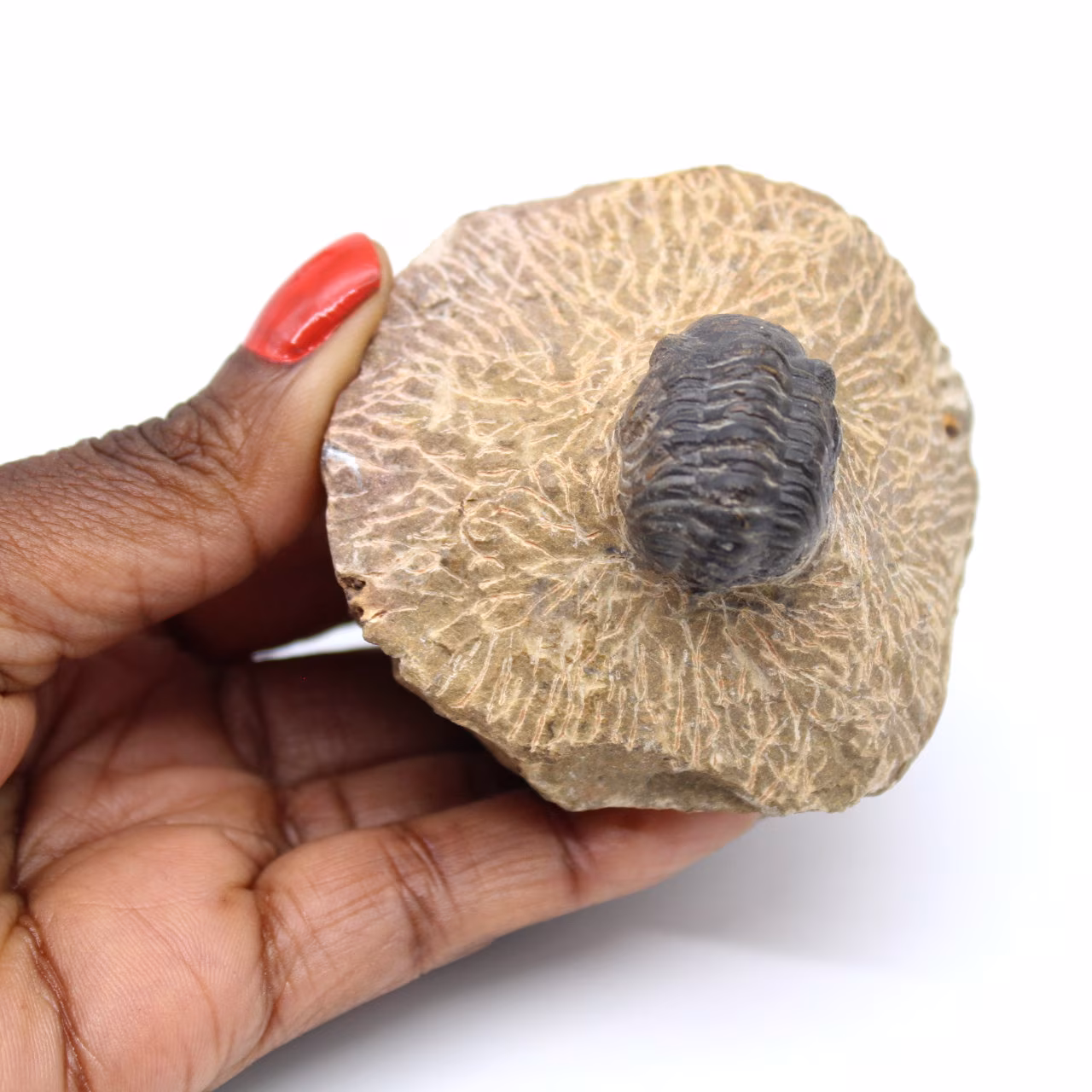 Trilobite på matris från Marocko