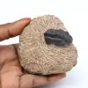 Trilobitfossil i matris - 0