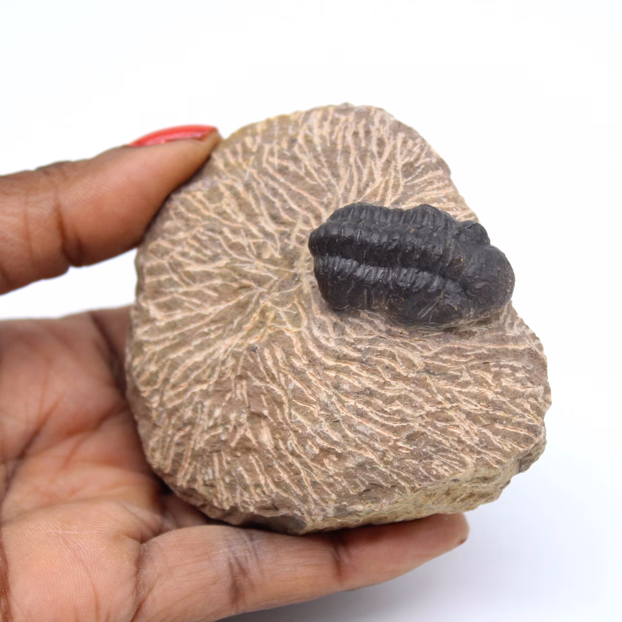 Trilobitfossil i matris