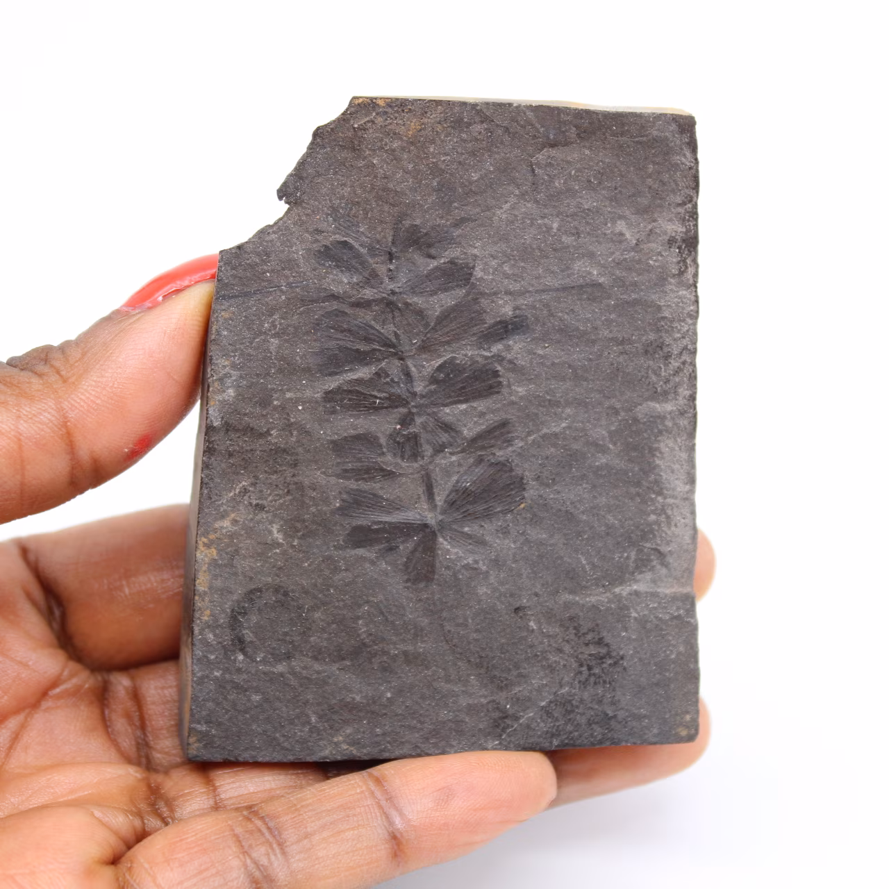 Fossiliserad ormbunke