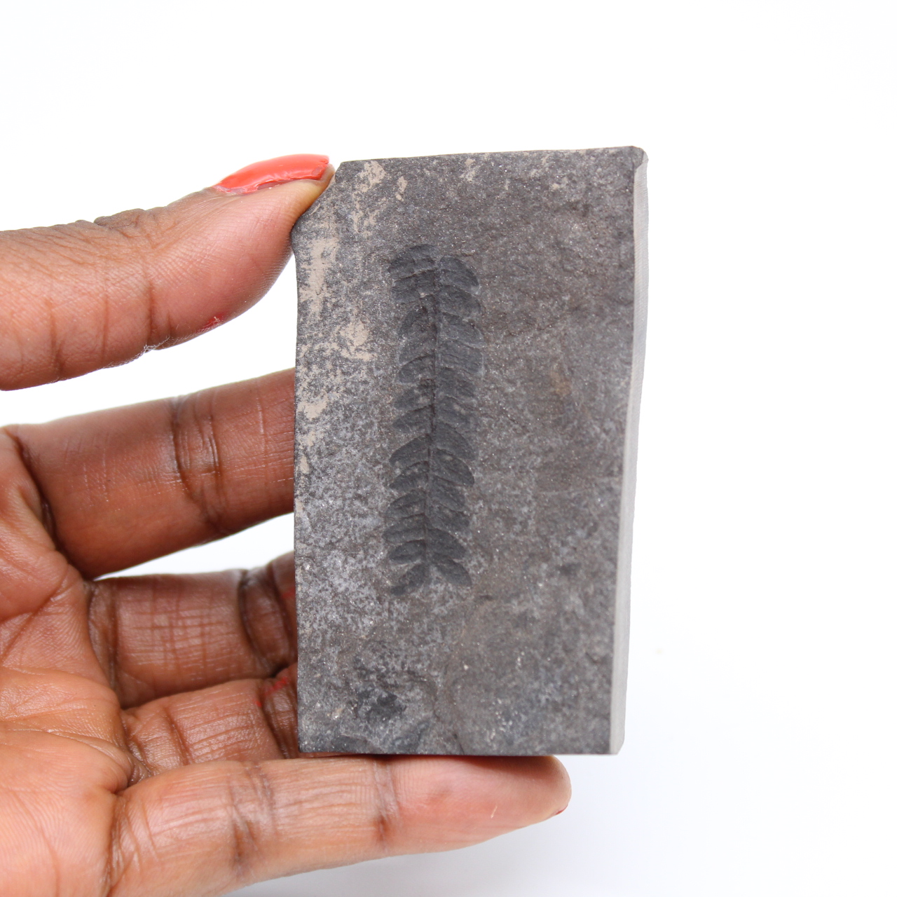 Arles ormbunke fossil