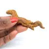 Reptilkoprolit - 0