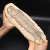 Stor fiskfossil - 0
