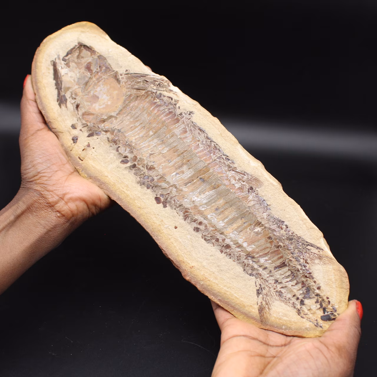 Stor fiskfossil