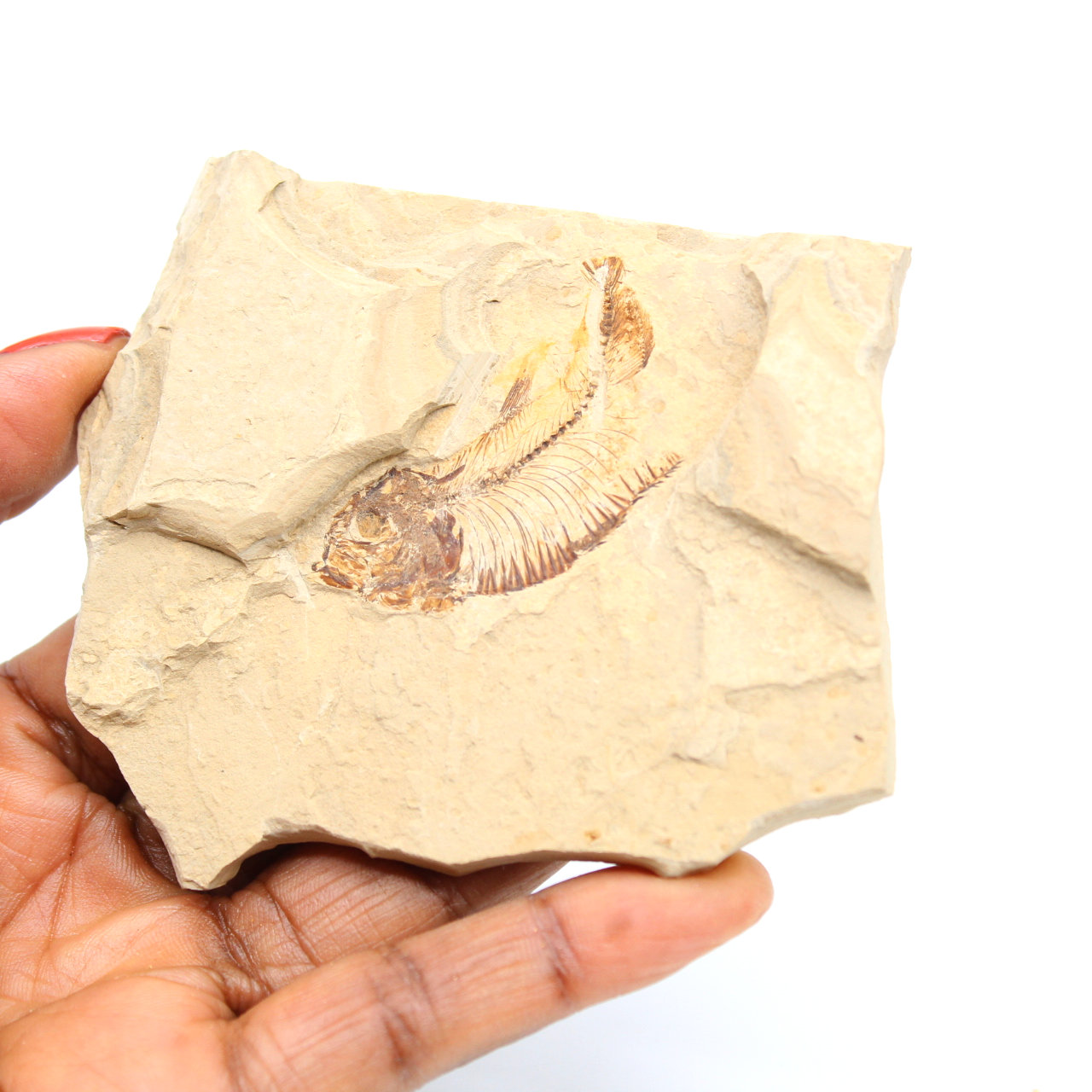 Fossilisering av fisk från Marocko