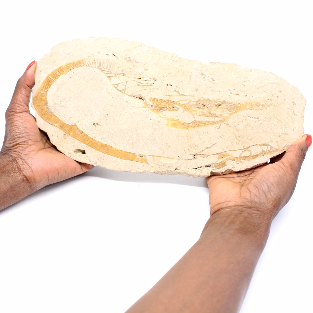 Marockos fossil