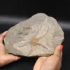 Fossiliserade spröda stjärnor från Marocko - 0
