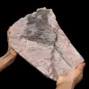 Fossiliserad krinoid, näckros, från Marocko - 0