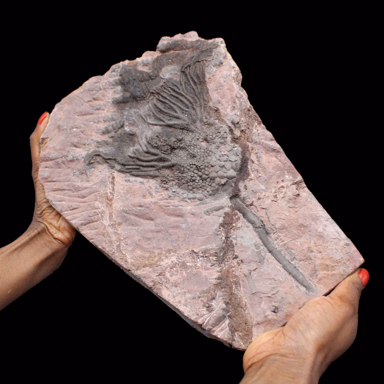 Fossiliserad krinoid, näckros, från Marocko