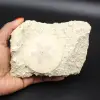 Scutella, fossil sjöborre - 0