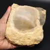 Fossilt skal - 0