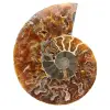 Fossil ammonit från Madagaskar - 0