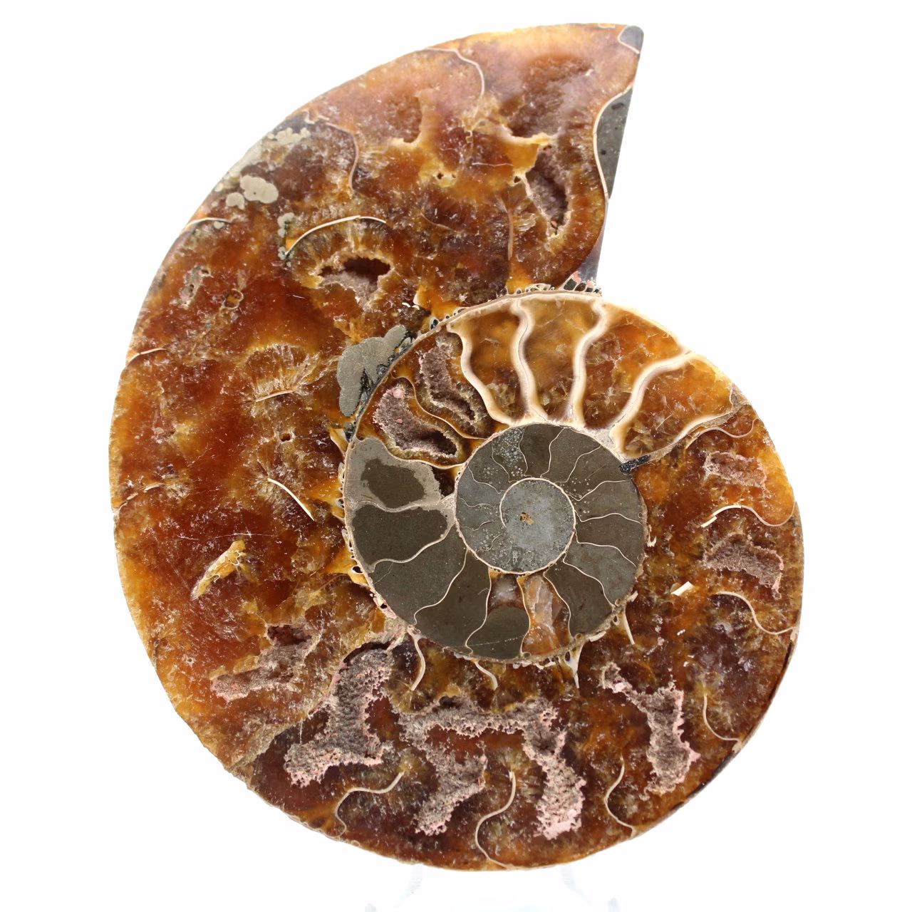 Fossil ammonit från Madagaskar