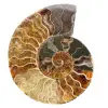 Ammonitfossil i ett stycke - 0