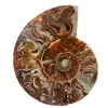 Fossil ammonit från Madagaskar - 0