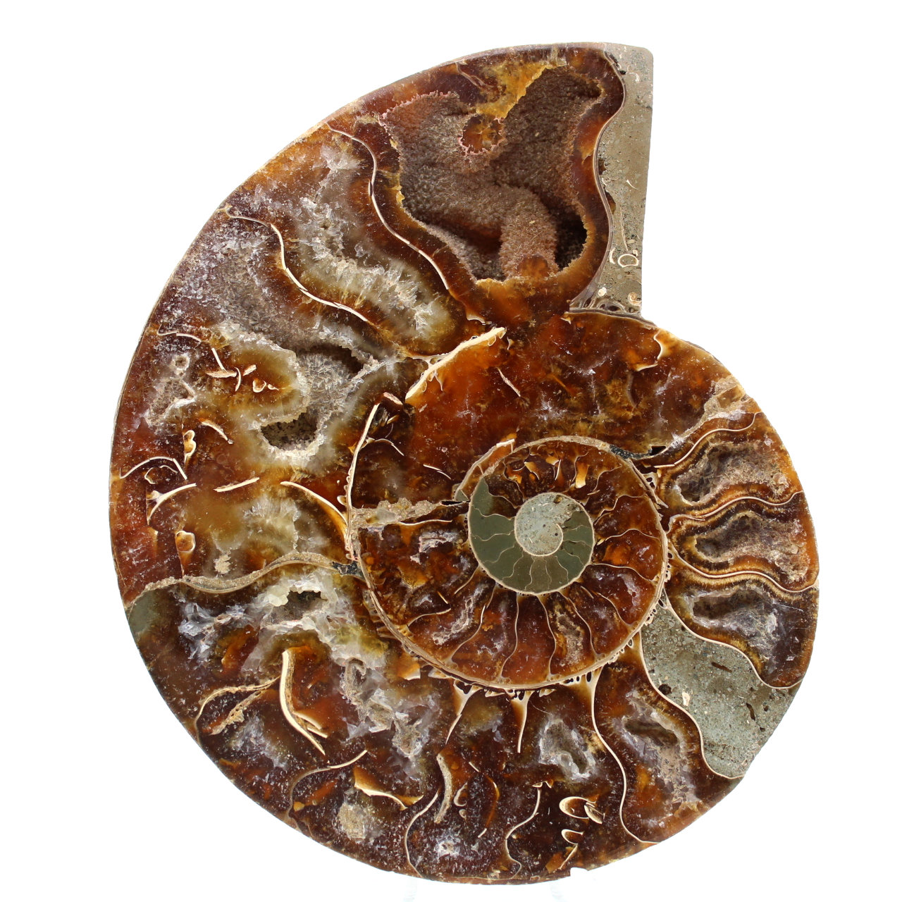 Fossil ammonit från Madagaskar