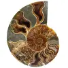 Fossil ammonit från Madagaskar - 0