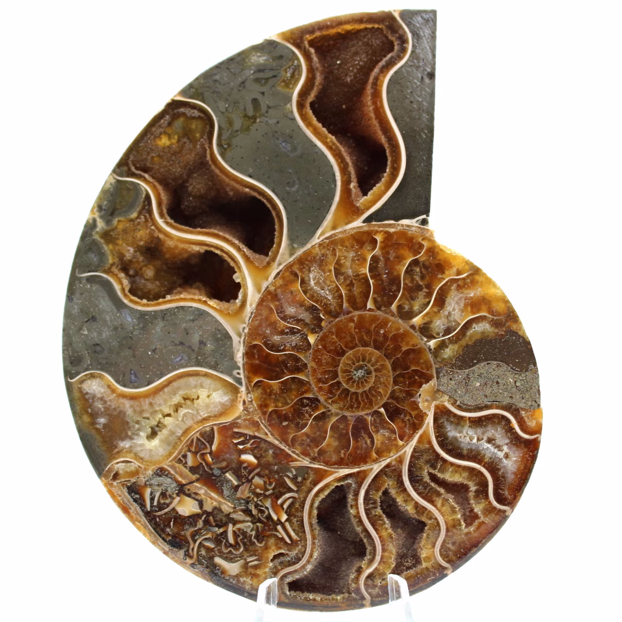 Fossil ammonit från Madagaskar