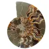 Ammonitfossil i ett stycke - 0