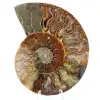 Ammonitfossil i ett stycke - 0