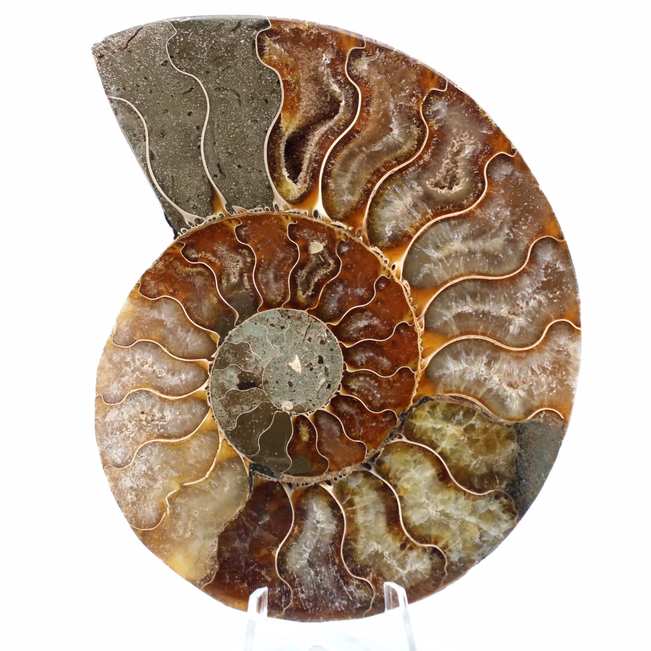 Ammonitfossil i ett stycke