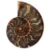 Fossil ammonit från Madagaskar - 0