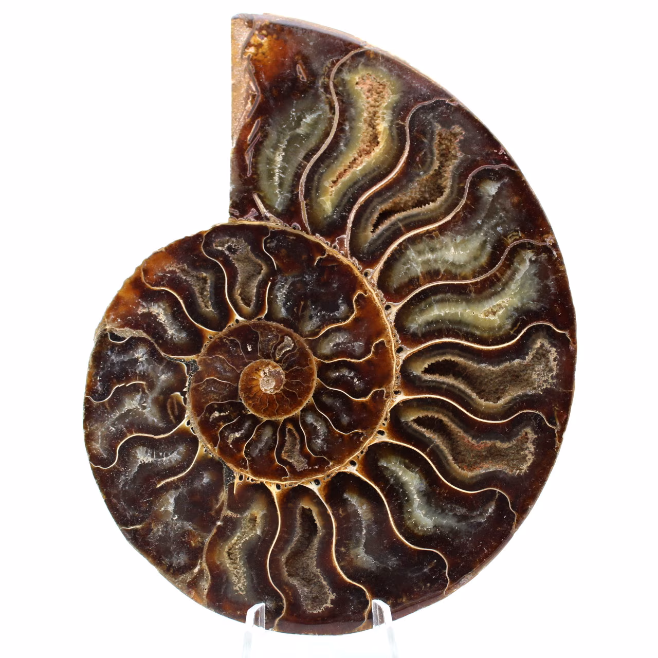 Fossil ammonit från Madagaskar