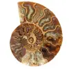 Fossil ammonit från Madagaskar - 0