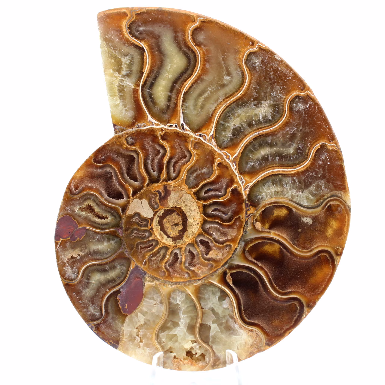 Fossil ammonit från Madagaskar
