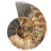 Ammonitfossil i ett stycke - 0