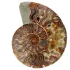 Ammonitfossil i ett stycke - 0