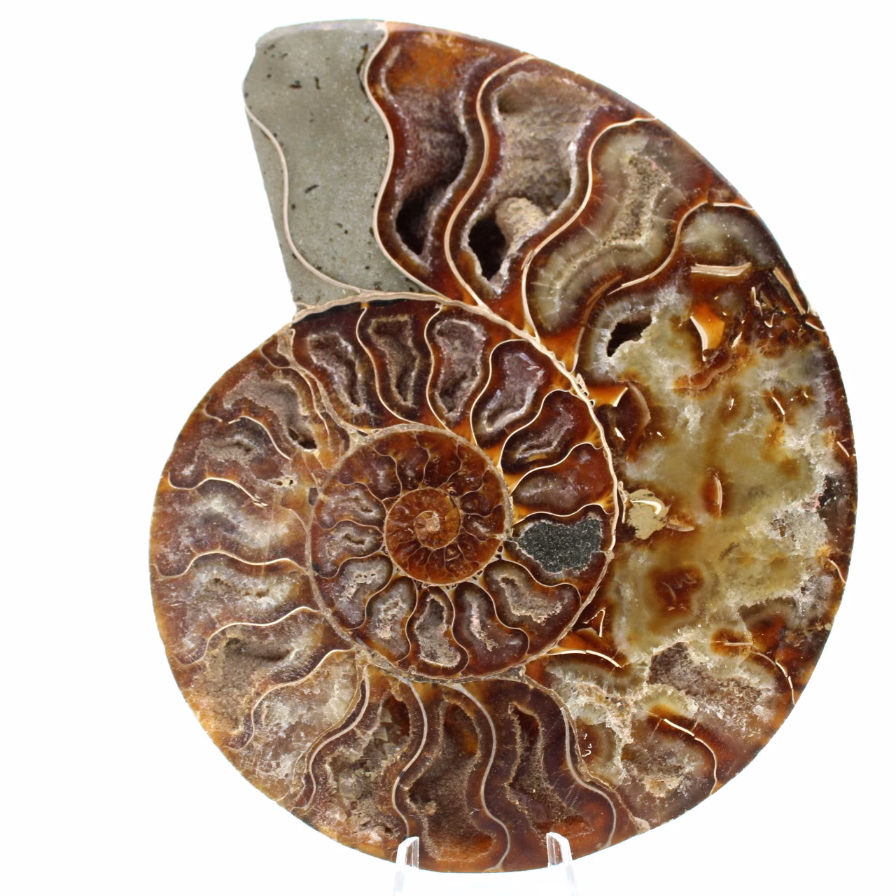 Ammonitfossil i ett stycke