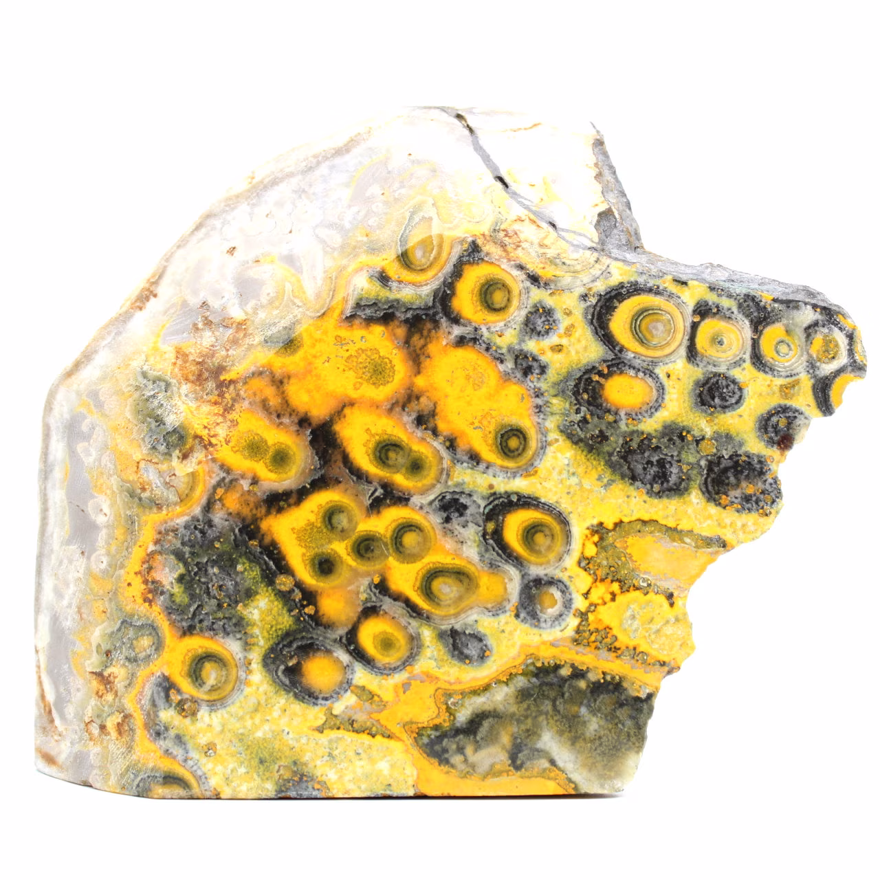 Jasper bumblebee indonesien