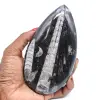 Fossil orthoceras - 0