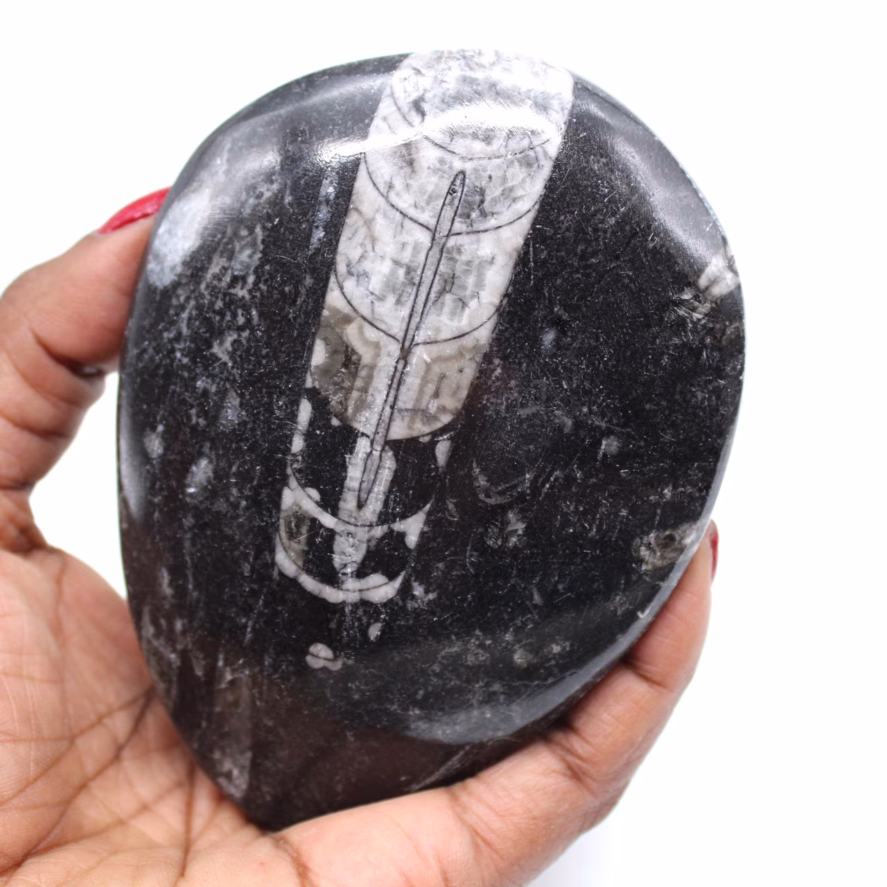 Polerade fossil orthoceras
